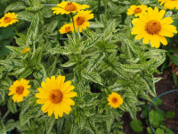 /album/fotogalerie-nabidka/heliopsis-loraine-sunshine-jpg1/